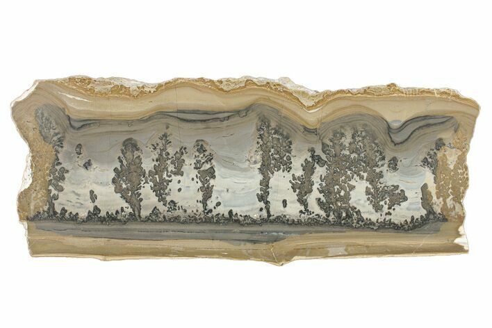 Triassic Aged Stromatolite Fossil - England #279487